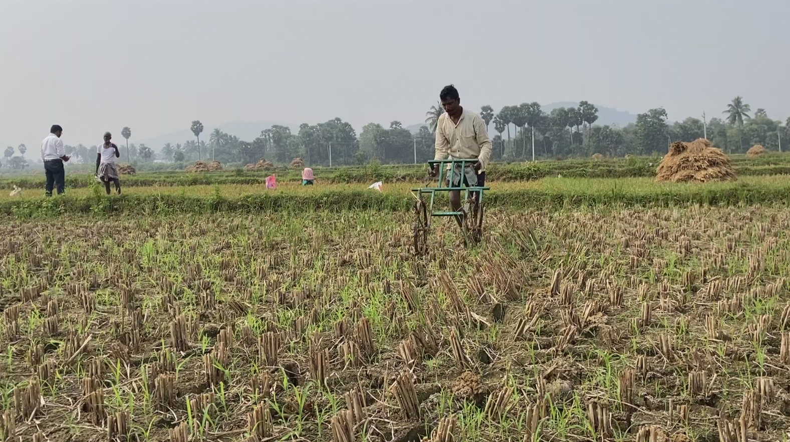 Zero tillage in maize