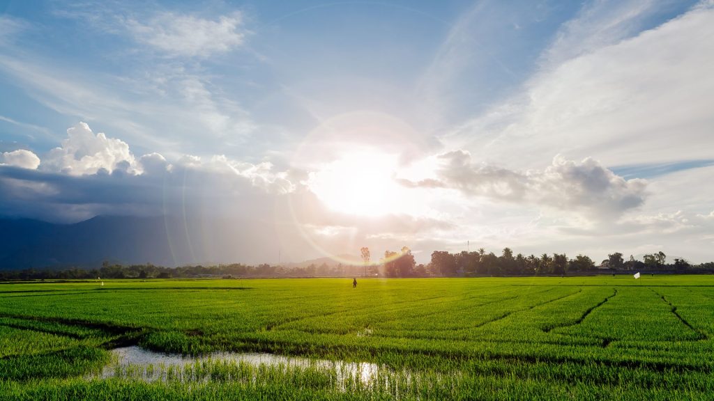 Alternate Wetting and Drying