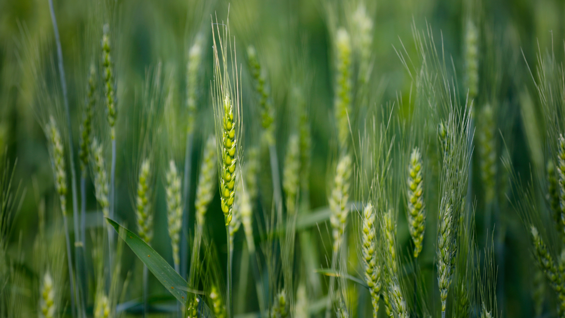 Agricultural Practices