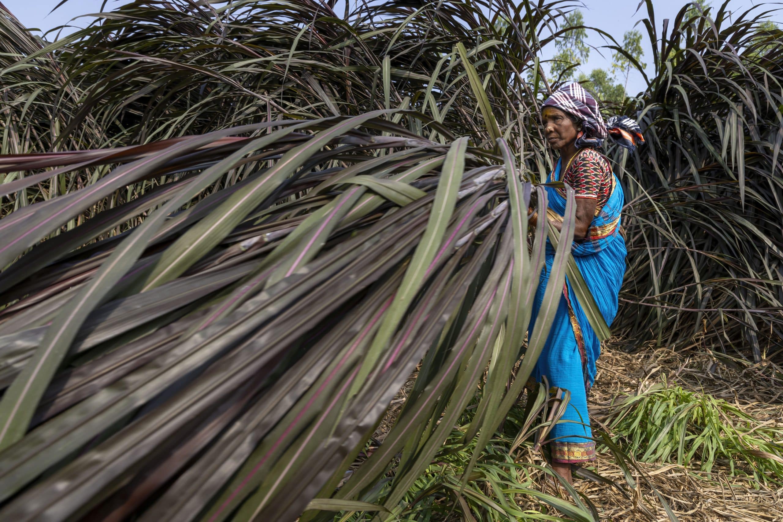 Climate Action Dr Reddys Foundation
