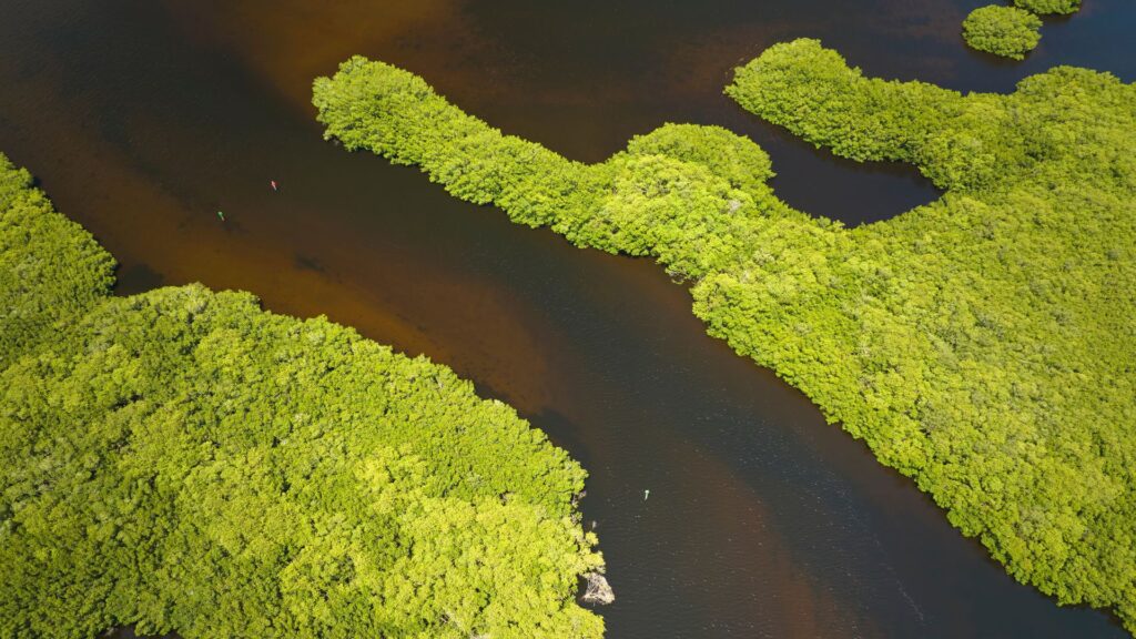 Mangrove Wetlands Restoration