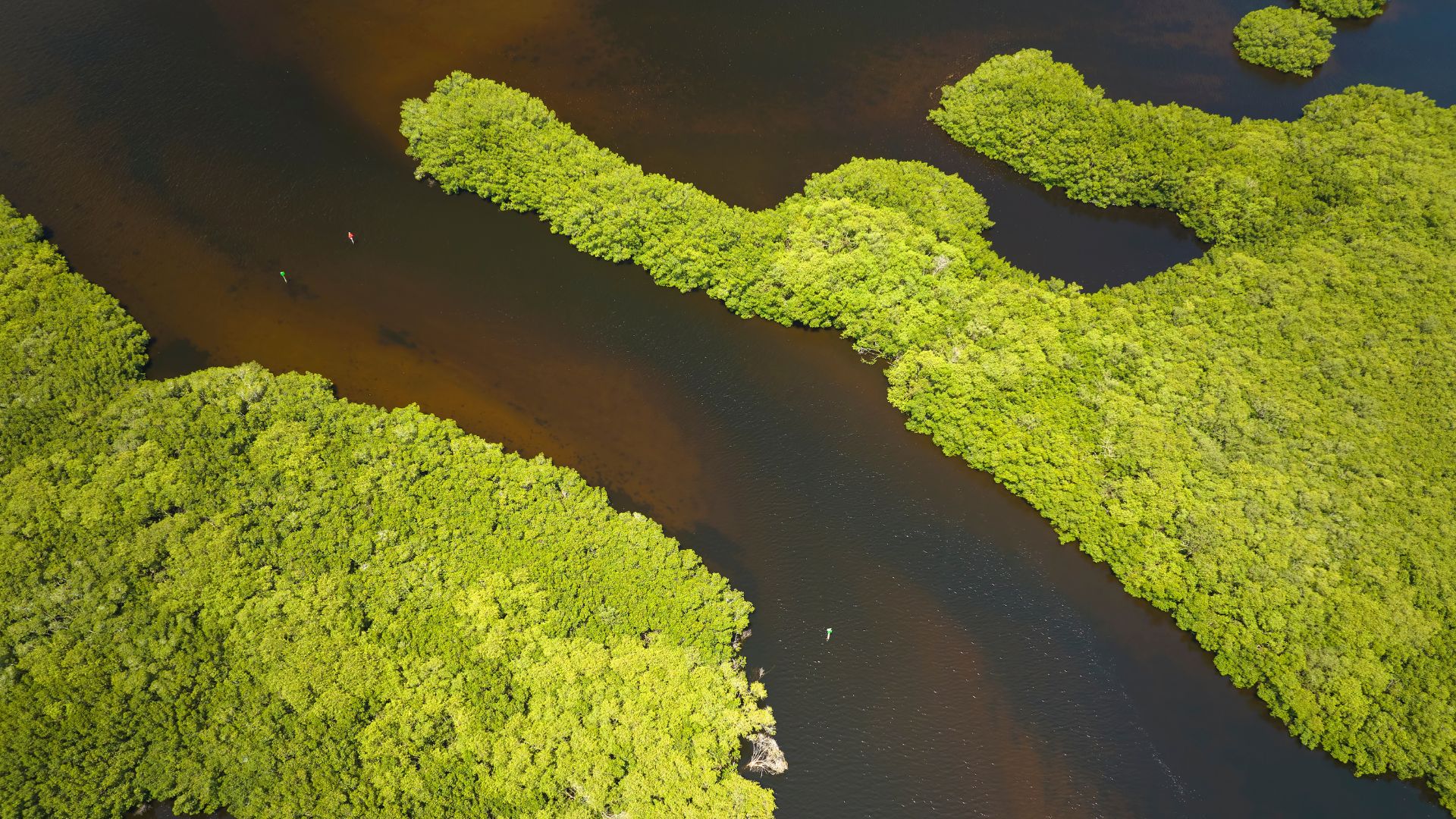 Mangrove Wetlands Restoration