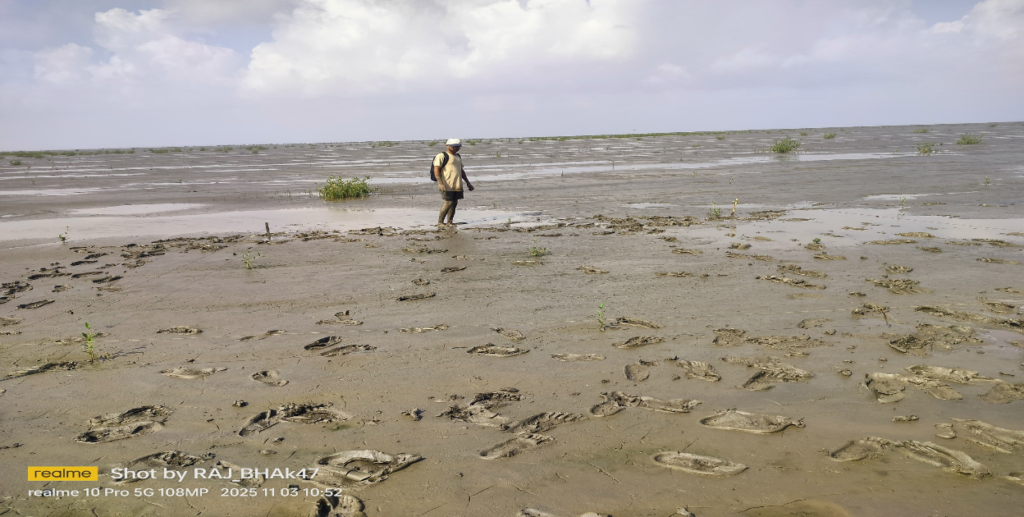 Mangrove restoration 