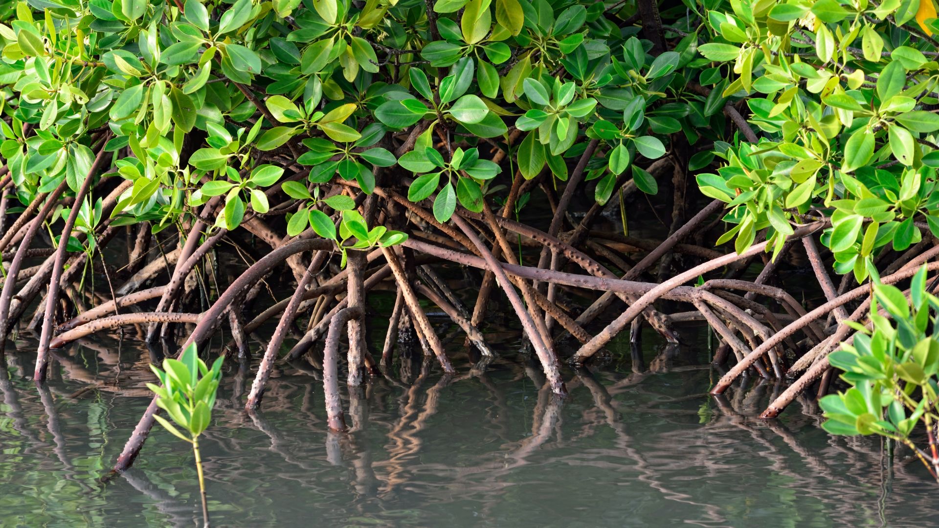 Mangrove Restoration